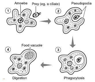Amoeba