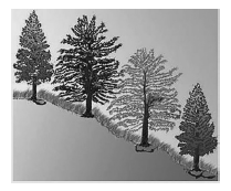 vegetation 2