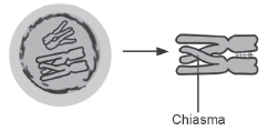 Cell Cycle and Cell Divisionans(c)
