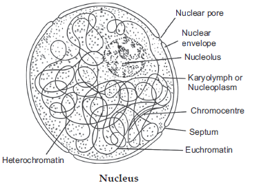 Cell – The Unit of Lifeans13
