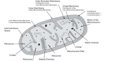 Cell – The Unit of Lifeans7