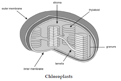 Cell – The Unit of Lifeans7(ii)