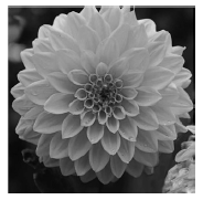 Dahlia