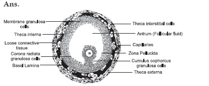 Graafian follicle