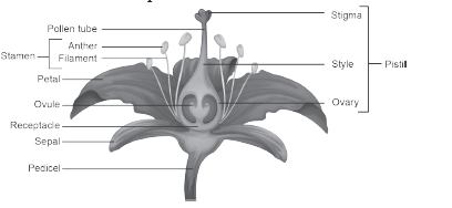 Morphology of Flowering Plantsans11