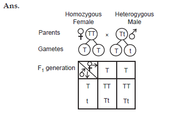 Punnett Square