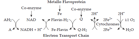 Respiration in Plantsans6