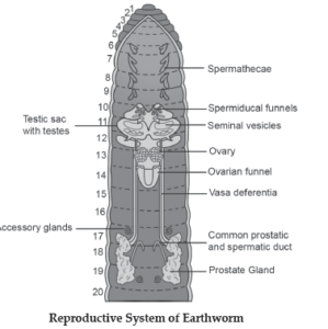 Structural Organisation inANS3