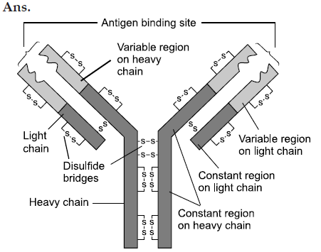 NCERT Solutions for Class 12 Biology Chapter 8 Human Health and Diseases