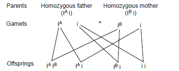 homozygous 2