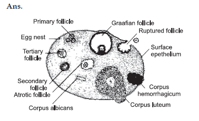 section through ovary