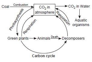 ecosystem