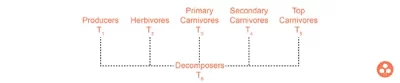 Trophic structure of ecosystem