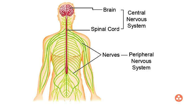 NERVOUS SYSTEM