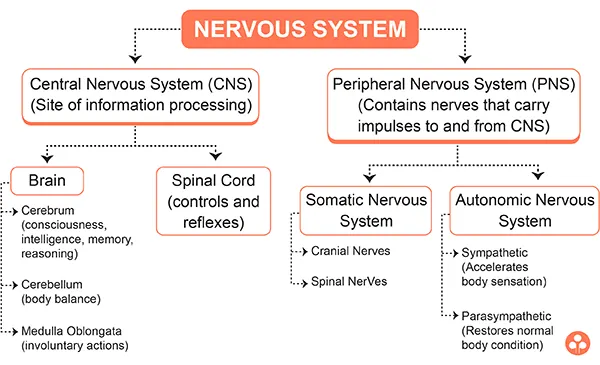 ANIMAL NERVOUS SYSTEM