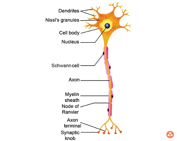 Structure of a Neuron