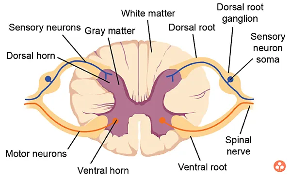 Outer Gray Matter Layer