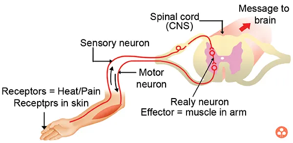 spinal cord