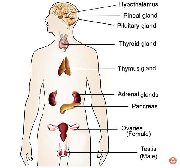 ENDOCRINE SYSTEM