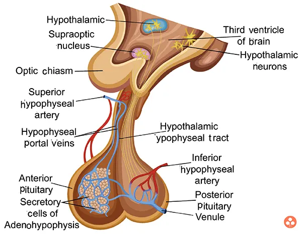 Pituitary Gland