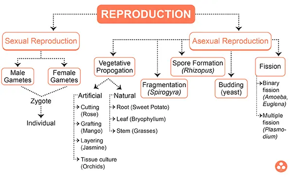 How Do Organisms Reproduce Class 10 Notes Science Chapter 8 