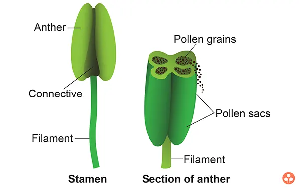 Androecium