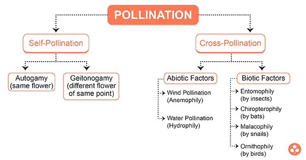 POLLINATION