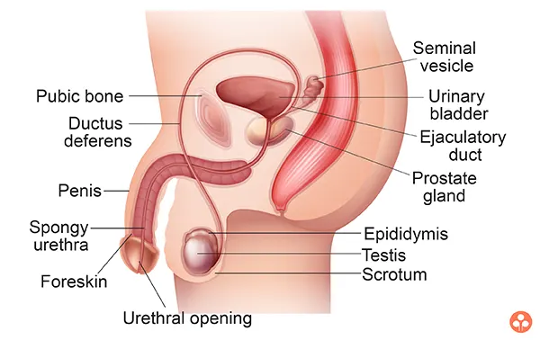 MALE REPRODUCTIVE SYSTEM