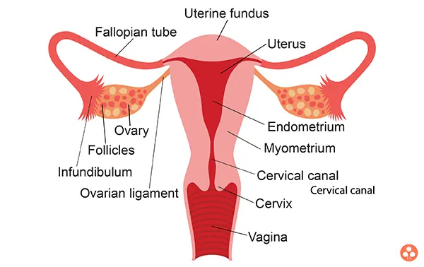 Female Reproductive System