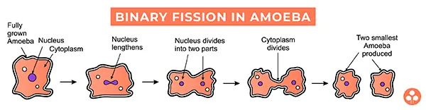 Binary fission