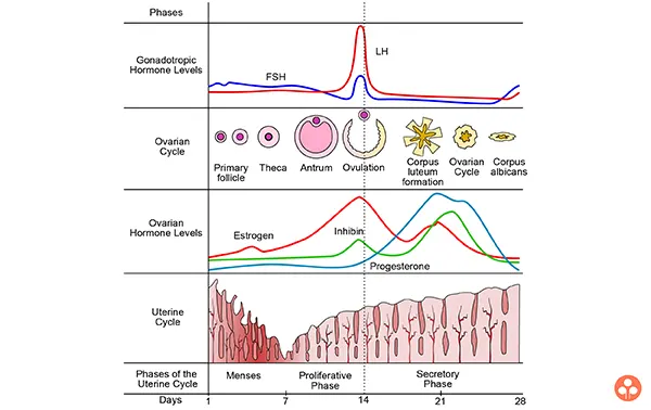 Phases of menstrual Cylae