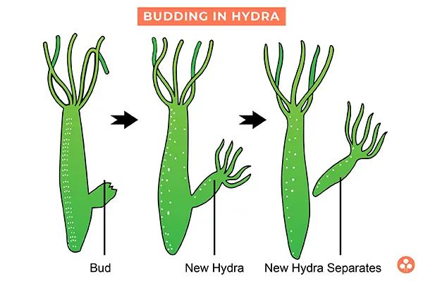 Budding in Hydra