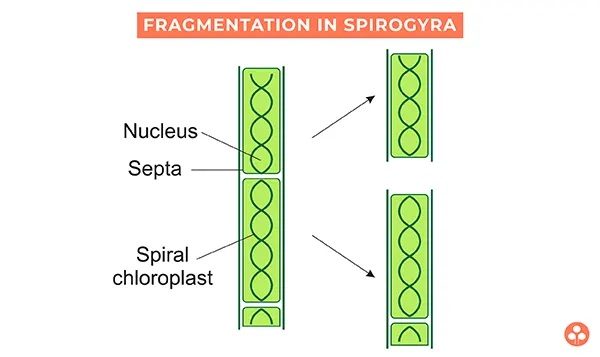 Fragmentation