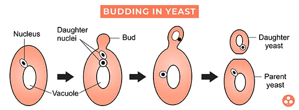 Budding in yeast