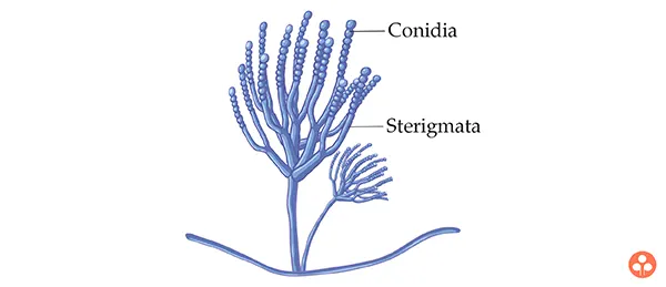 Conidia