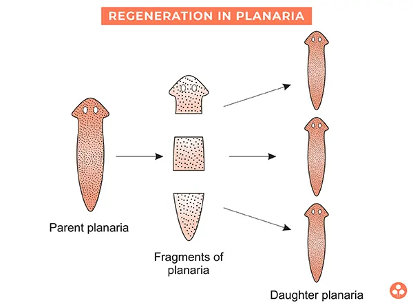 Regeneration