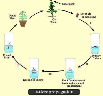 Micro propagation