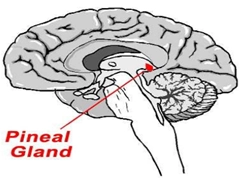 Pineal Gland