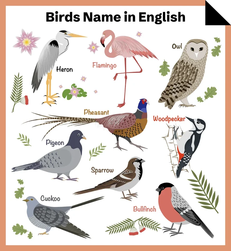 Birds Name in English