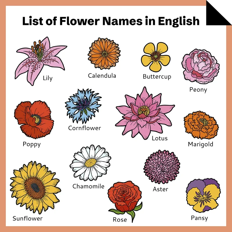 List of Flowers Name in English for Kids