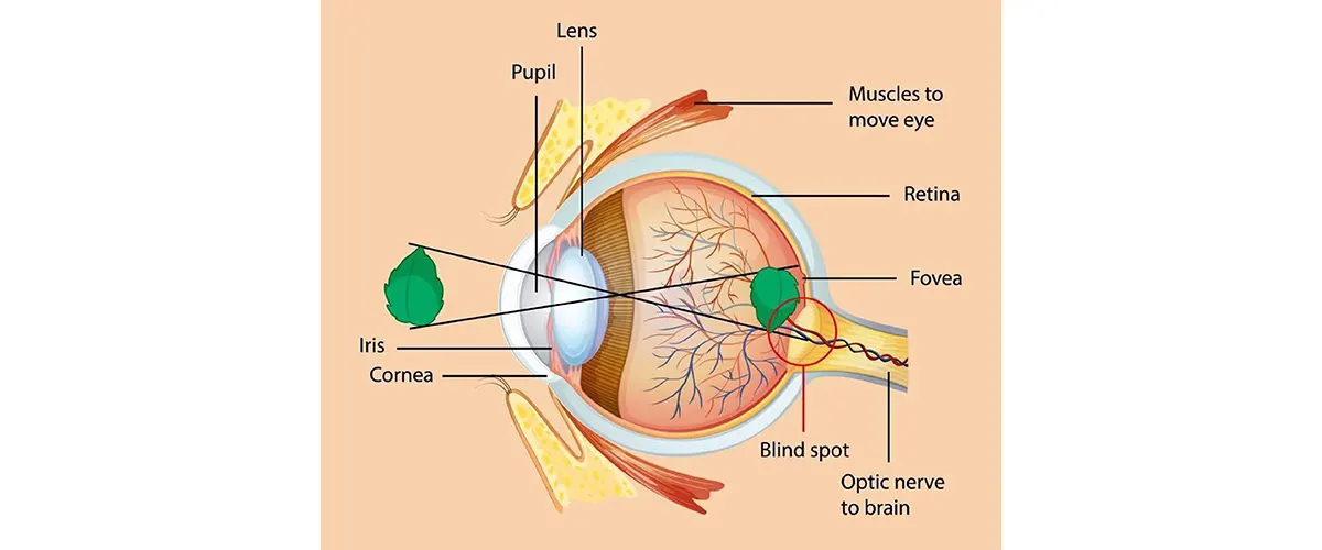 Human Eye Structure - CBSE Class 10 Science Important Diagrams