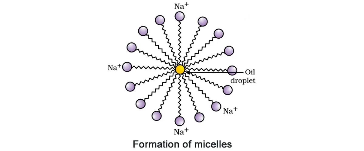Soap Micelle Formation - science all diagrams class 10