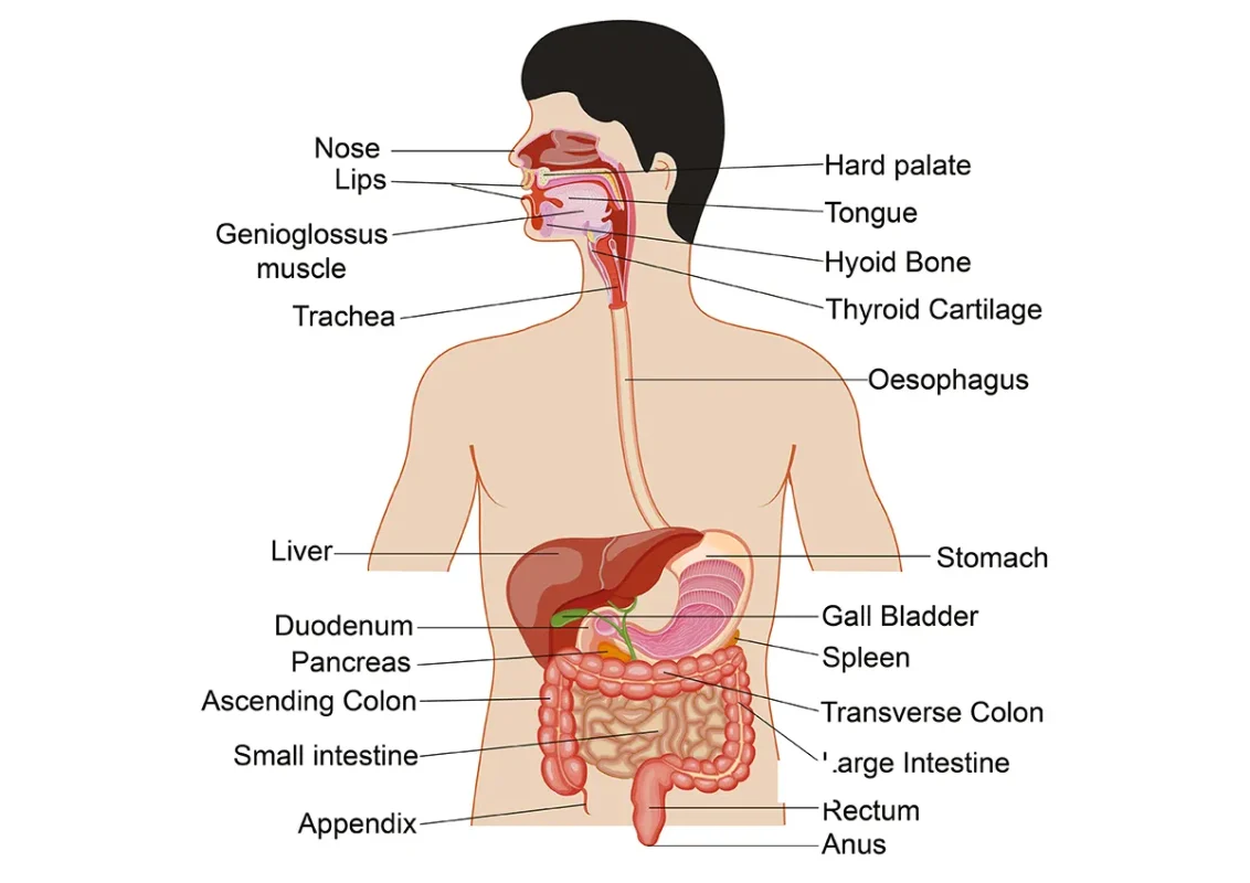 Human Digestive System - Important Diagrams for CBSE Class 10 Science