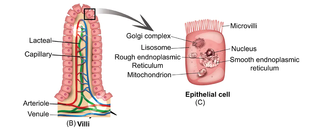 Structure of Villus