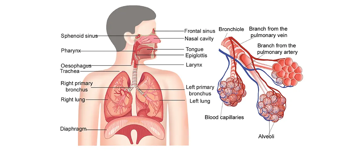 Human Respiratory System