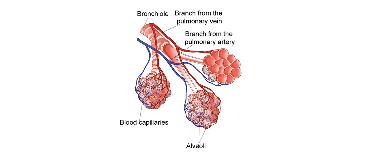 Structure of Alveolus