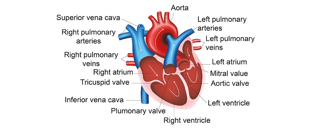 Human Heart Structure