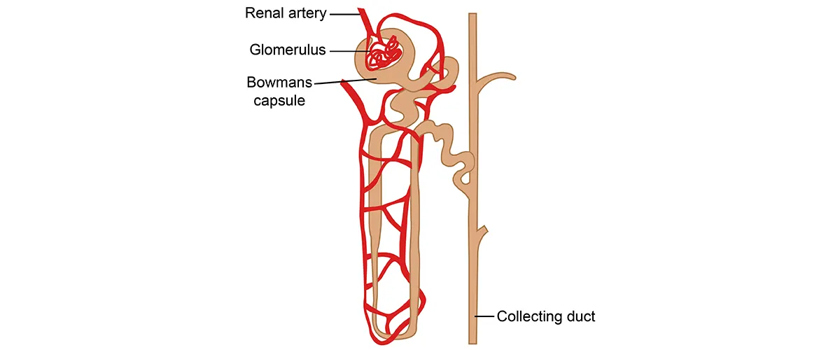 Structure of Nephron