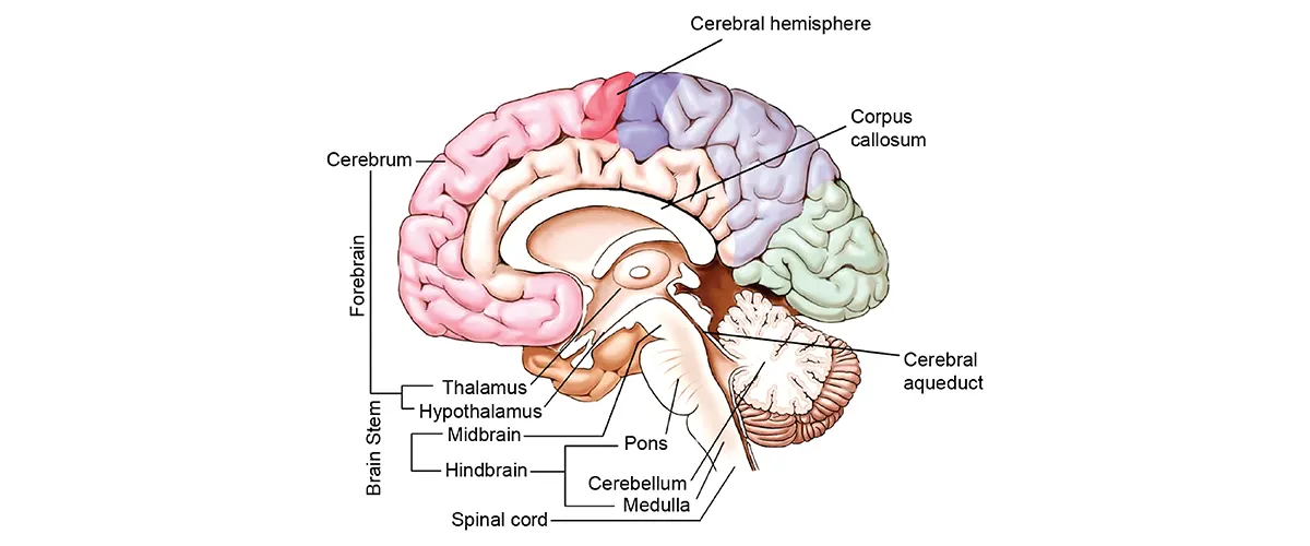 Human Brain Structure