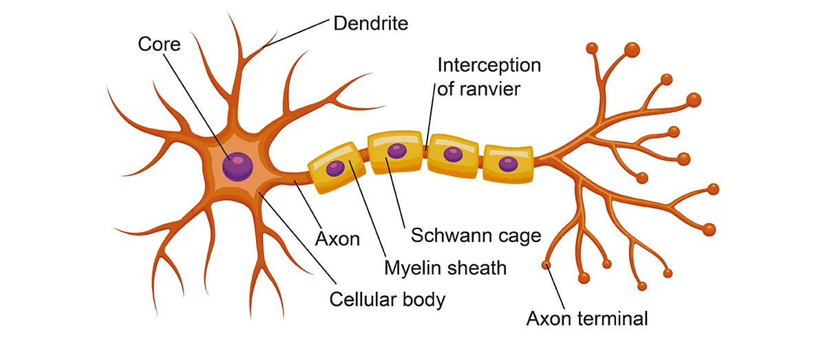 Structure of Neuron